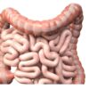Large and small Intestine isolated on white. Human digestive system anatomy. Gastrointestinal tract. 3d illustration