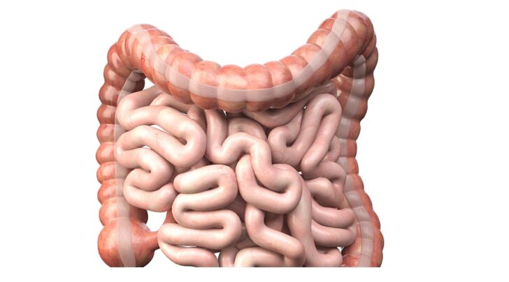 Large and small Intestine isolated on white. Human digestive system anatomy. Gastrointestinal tract. 3d illustration